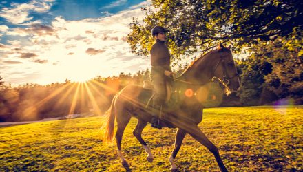 Woman with helmet riding a brown horse on a meadow beside a forest. Sun and clouds in the background. Lens flare.